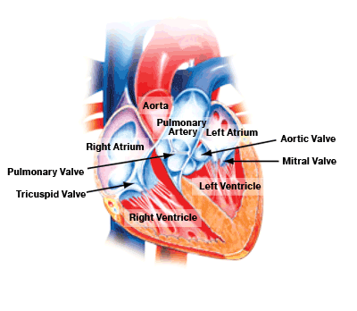 interior-of-heart - Heart Valve Choice